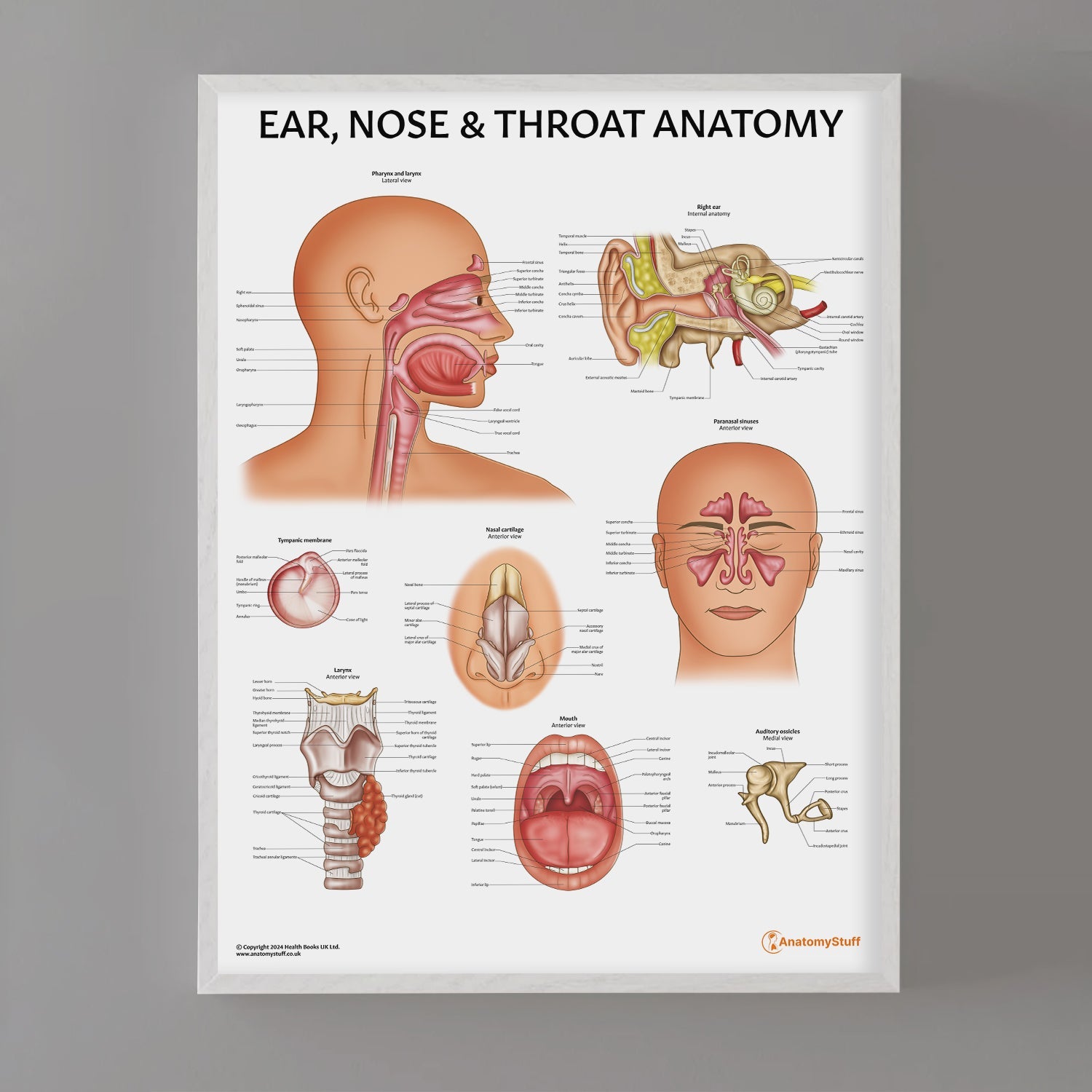 Ear, Nose and Throat Chart / Poster - Part of Collection