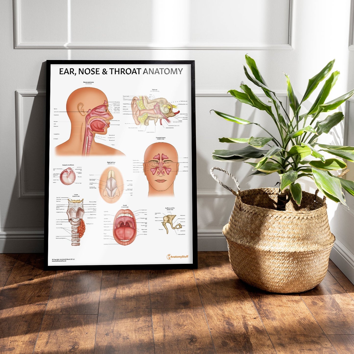 Ear, Nose and Throat Chart / Poster - Part of Collection