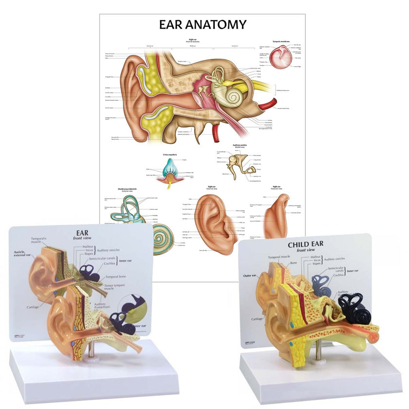 Ear Patient Education Collection Bundle Image