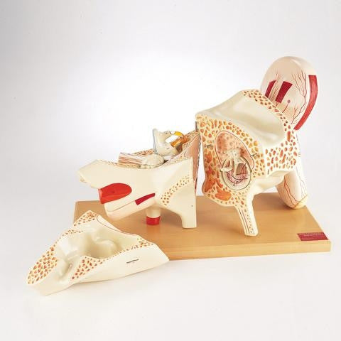 Deluxe Ear Model (5 times life size, 8 part)