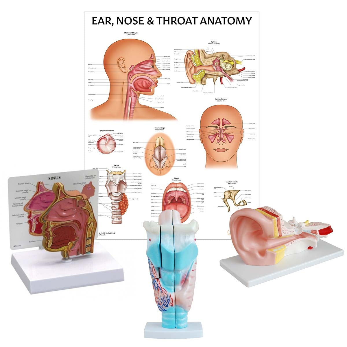 ENT Anatomy Collection