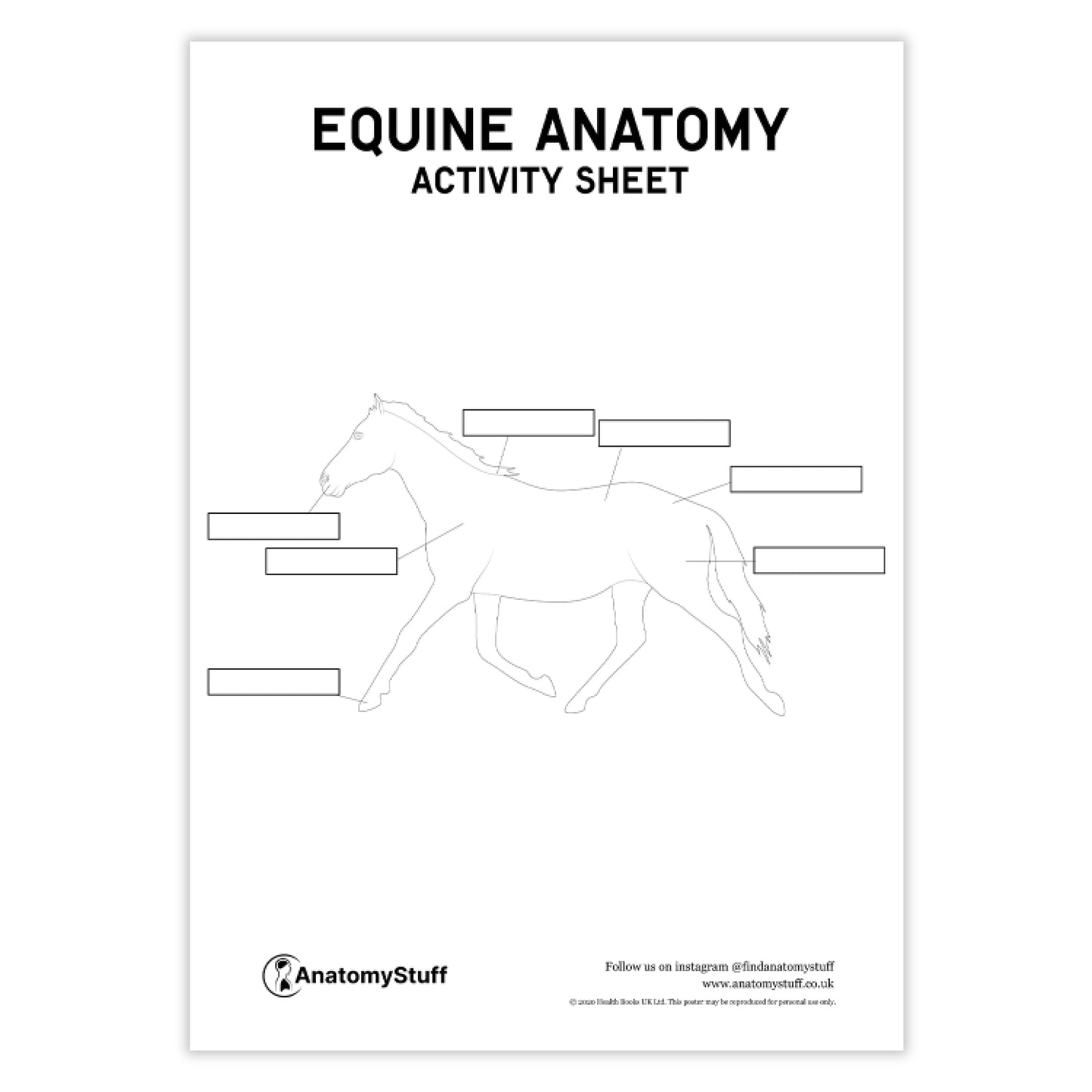 Equine Anatomy Activity Sheet PDF