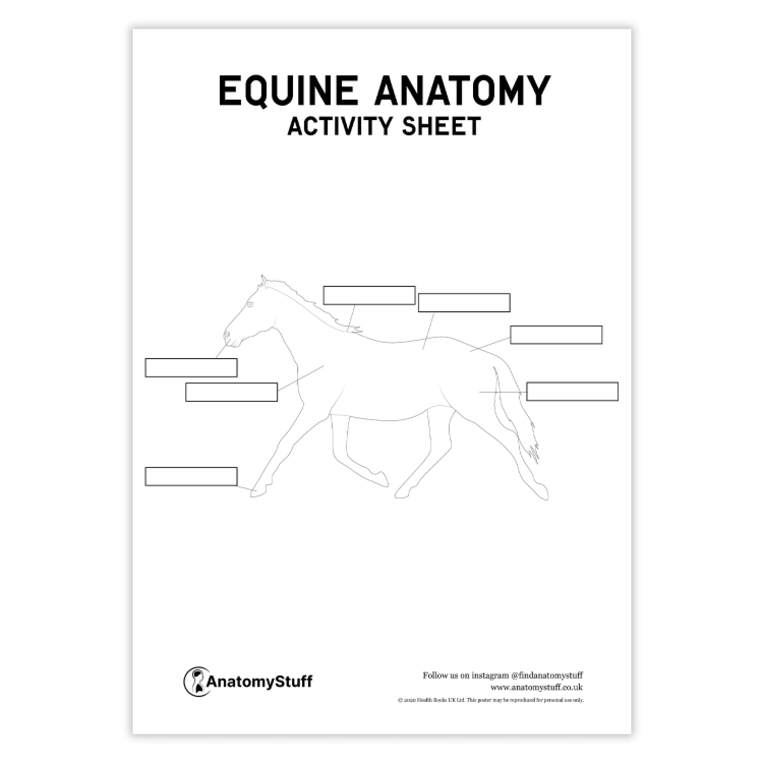 Equine Anatomy Activity Sheet PDF