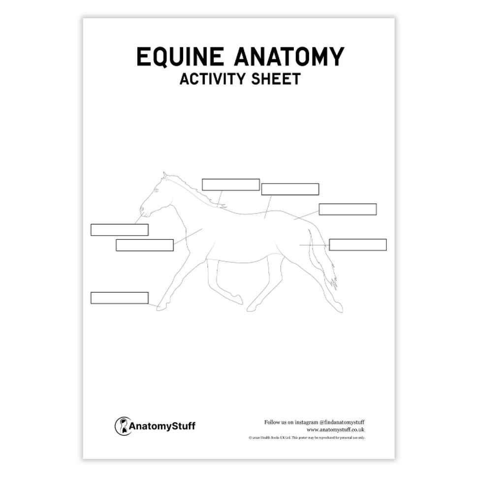 Equine Anatomy Activity Sheet PDF