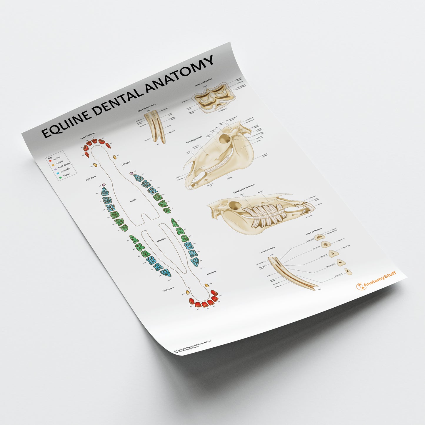 Equine Dental Map Chart / Poster