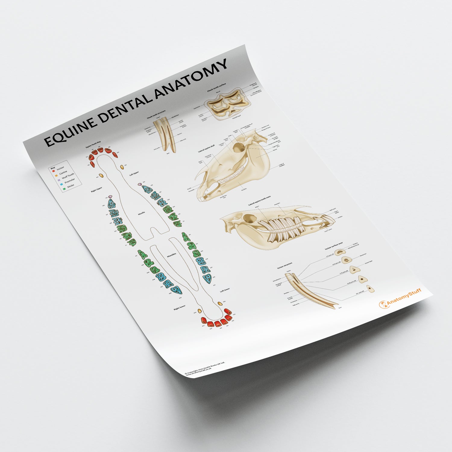 Equine Dental Map Chart / Poster