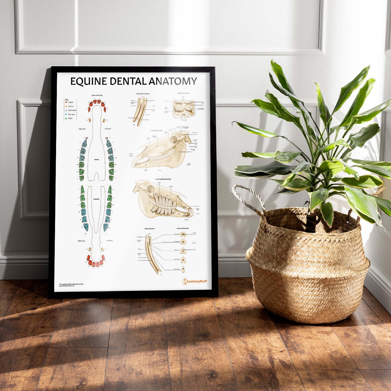 Equine Dental Map Chart / Poster