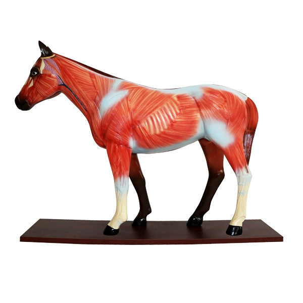 Horse Model (12 part)