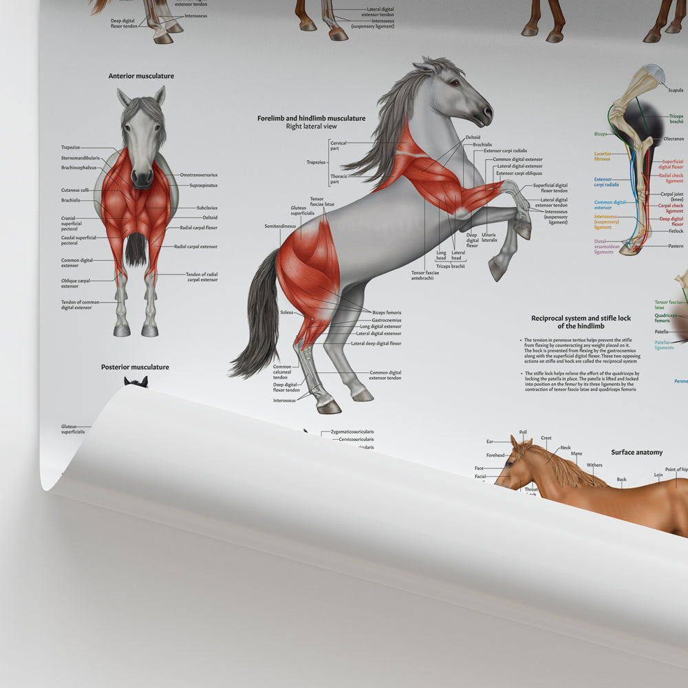 Equine Muscular Anatomy Chart Horse Muscles Laminated Poster