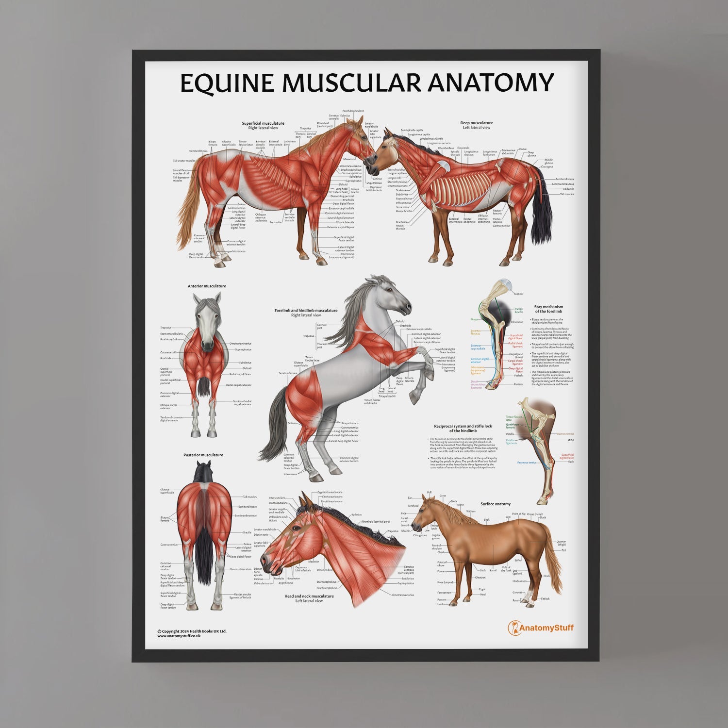 Equine Muscular Anatomy Chart / Poster - Part of Collection