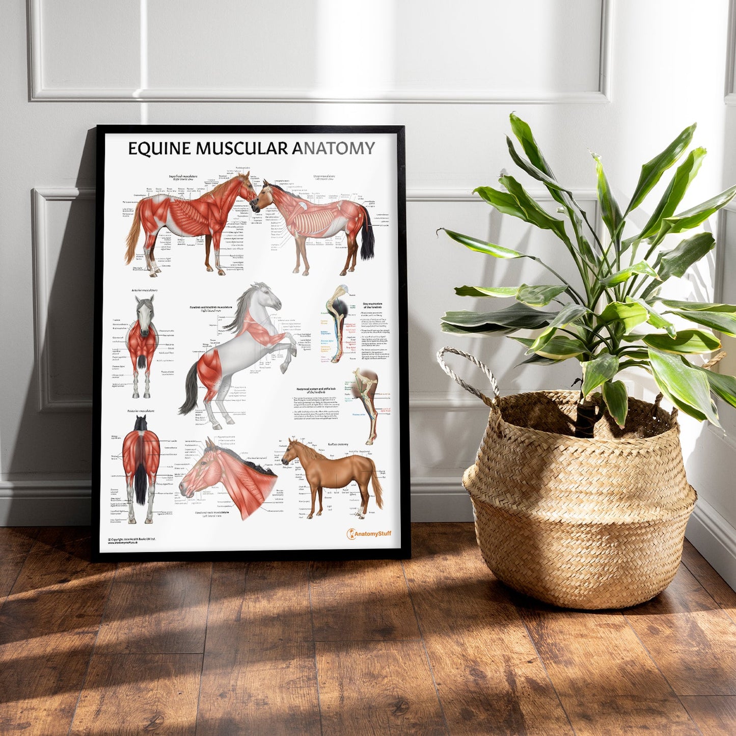 Equine Muscular Anatomy Chart / Poster - Part of Collection