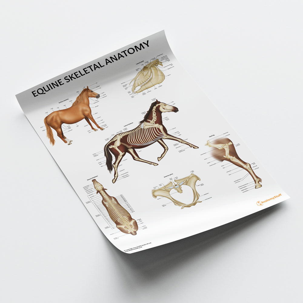 Equine Skeletal Anatomy Chart / Poster - Part of Collection