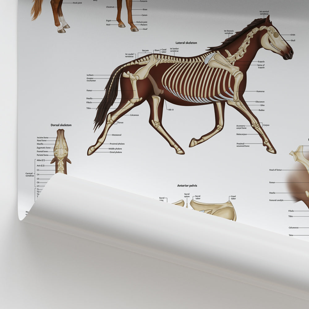 Equine Skeletal Anatomy Chart / Poster - Part of Collection