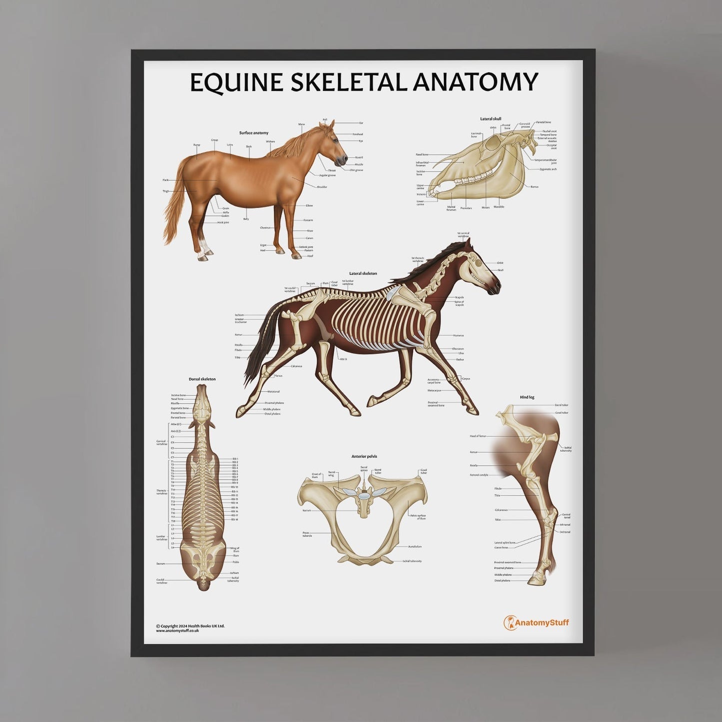 Equine Skeletal Anatomy Chart / Poster - Part of Collection