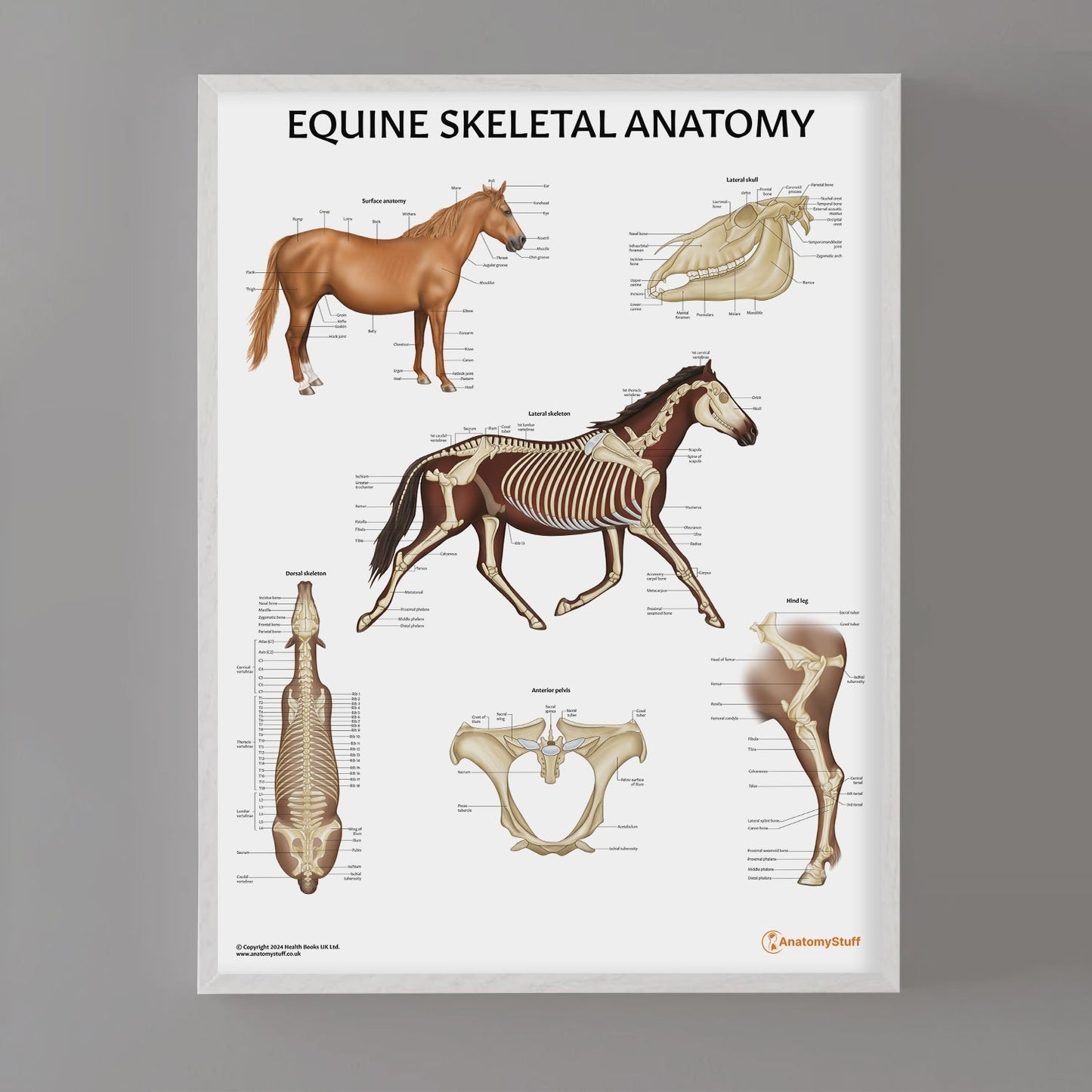 Equine Skeletal Anatomy Chart / Poster - Part of Collection
