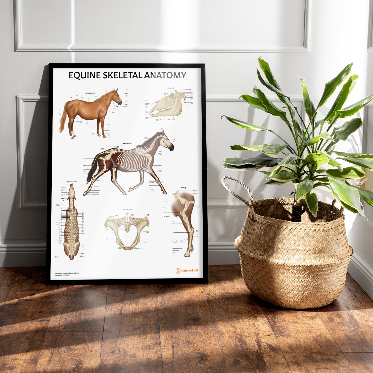 Equine Skeletal Anatomy Chart / Poster - Part of Collection