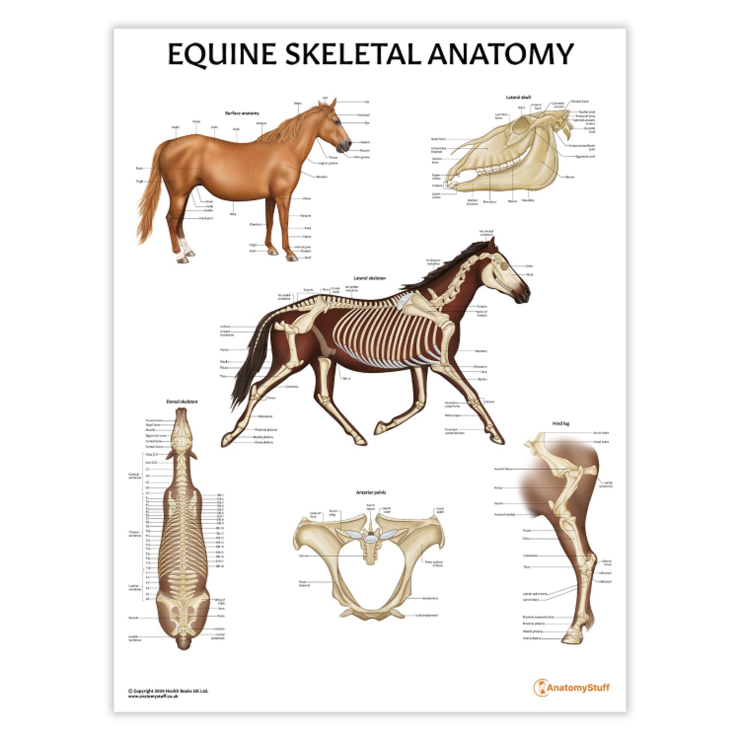 Equine Skeletal Anatomy Chart / Poster - Part of Collection