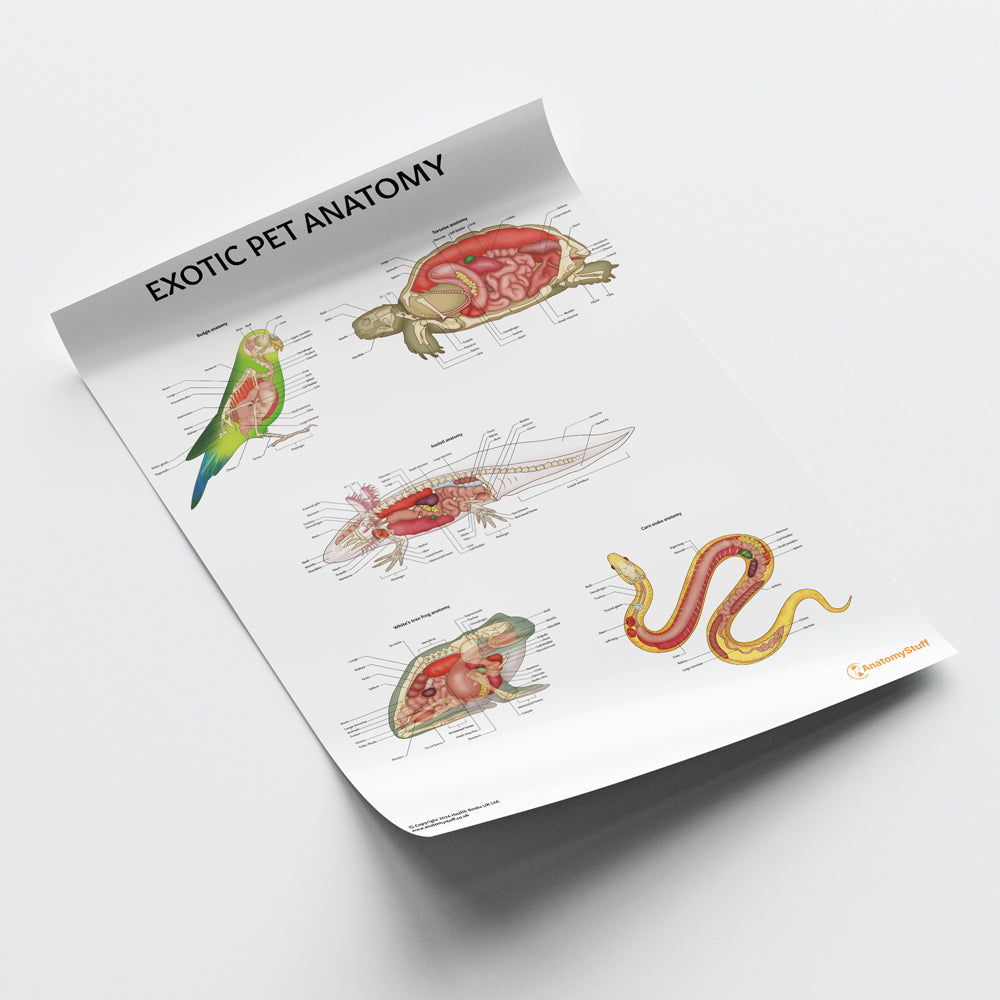Exotic Pet Anatomy Chart / Poster - Part of Collection
