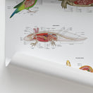 Switch Exotic Pet Anatomy Chart / Poster 2 image