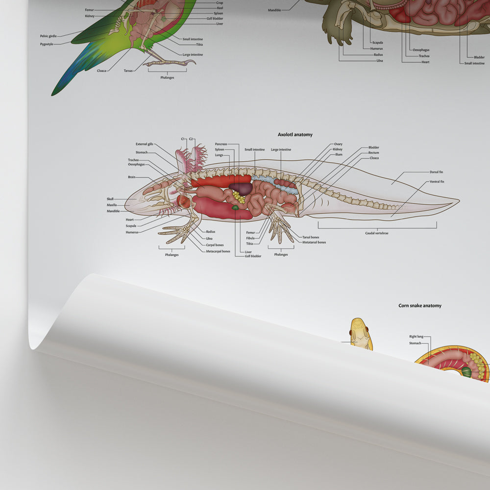 Exotic Pet Anatomy Chart / Poster - Part of Collection