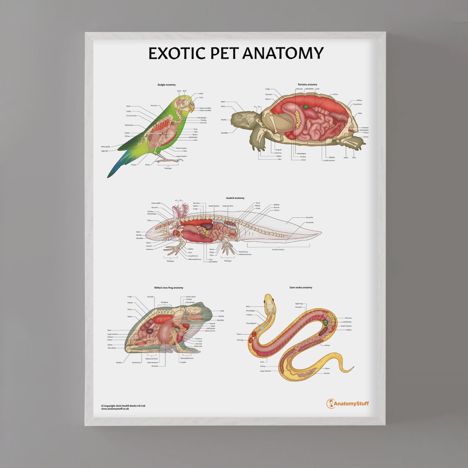 Exotic Pet Anatomy Chart / Poster - Part of Collection