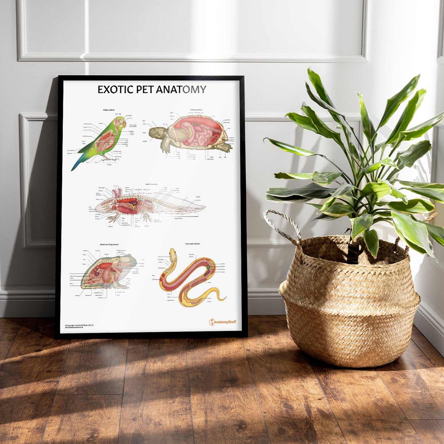 Exotic Pet Anatomy Chart / Poster - Part of Collection
