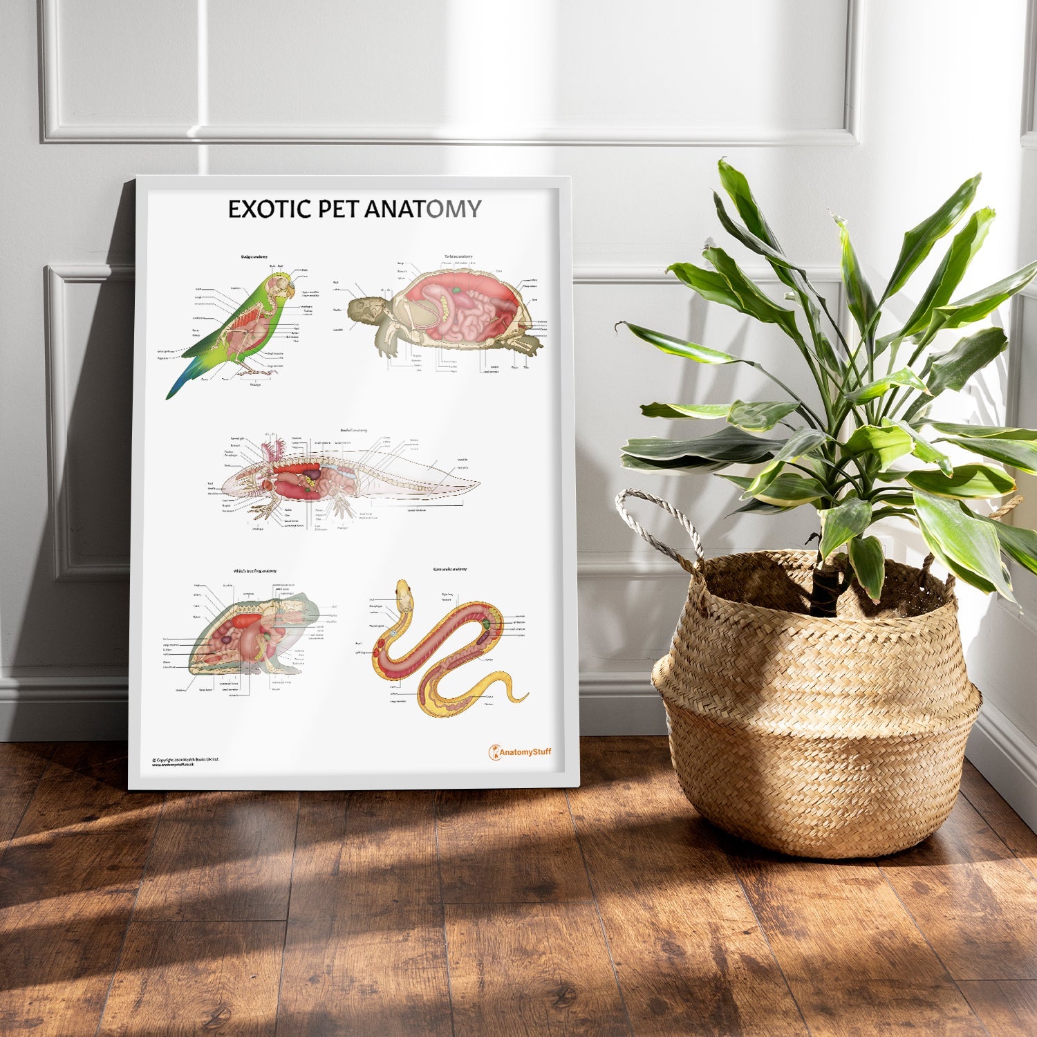 Exotic Pet Anatomy Chart / Poster - Part of Collection