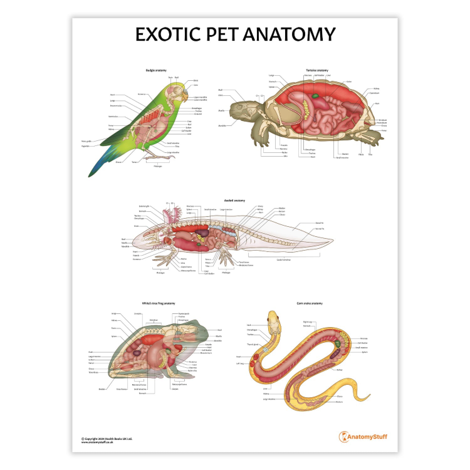 Exotic Pet Anatomy Chart / Poster - Part of Collection