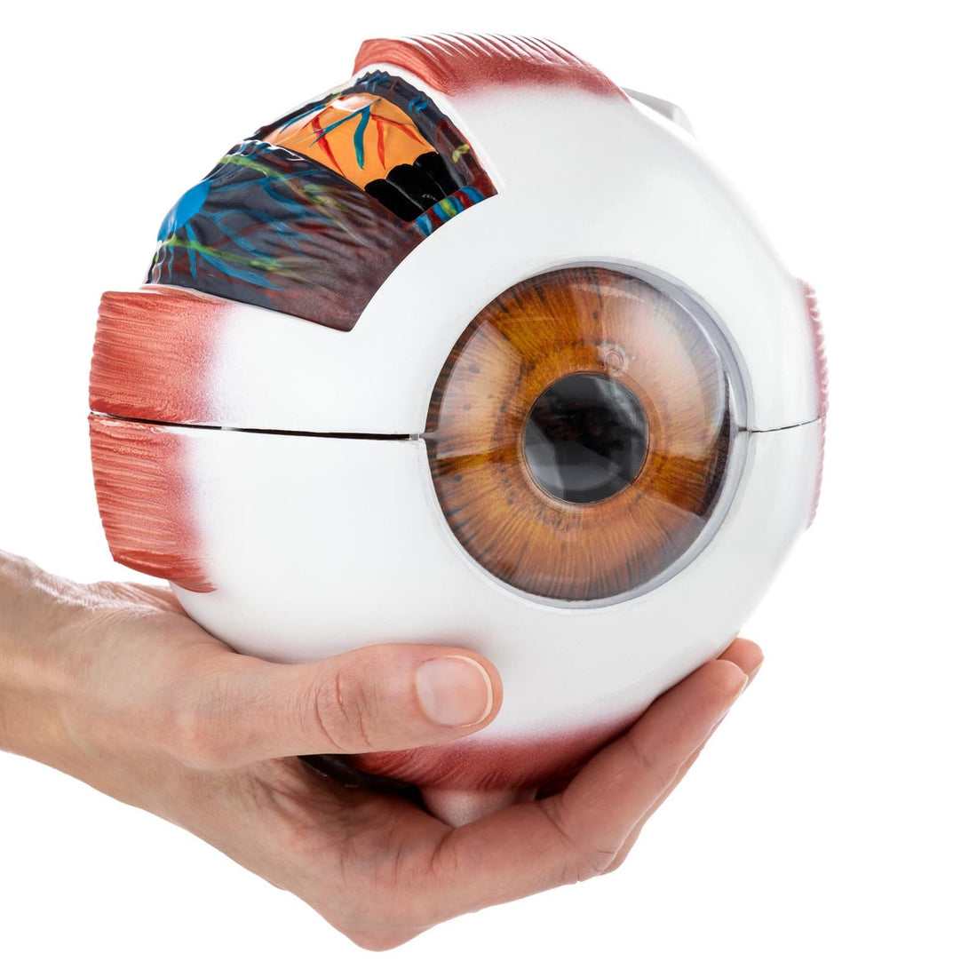 Eye and ENT Models and Anatomy Posters – AnatomyStuff