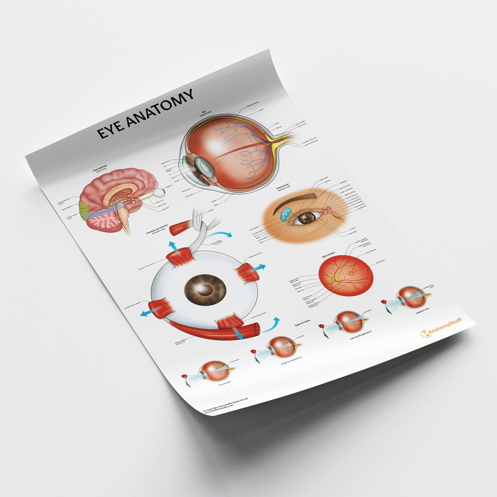 Eye Anatomy Chart / Poster - Part of Collection