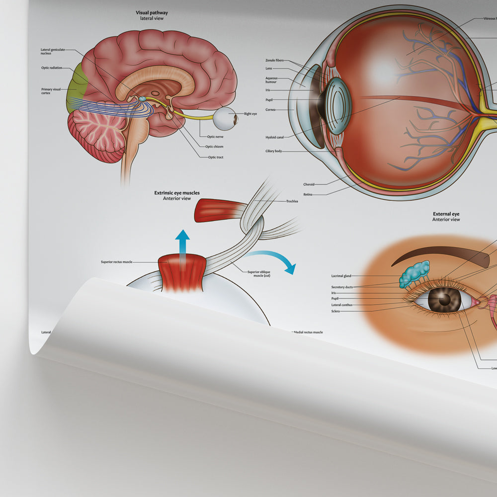 Eye Anatomy Chart / Poster - Part of Collection