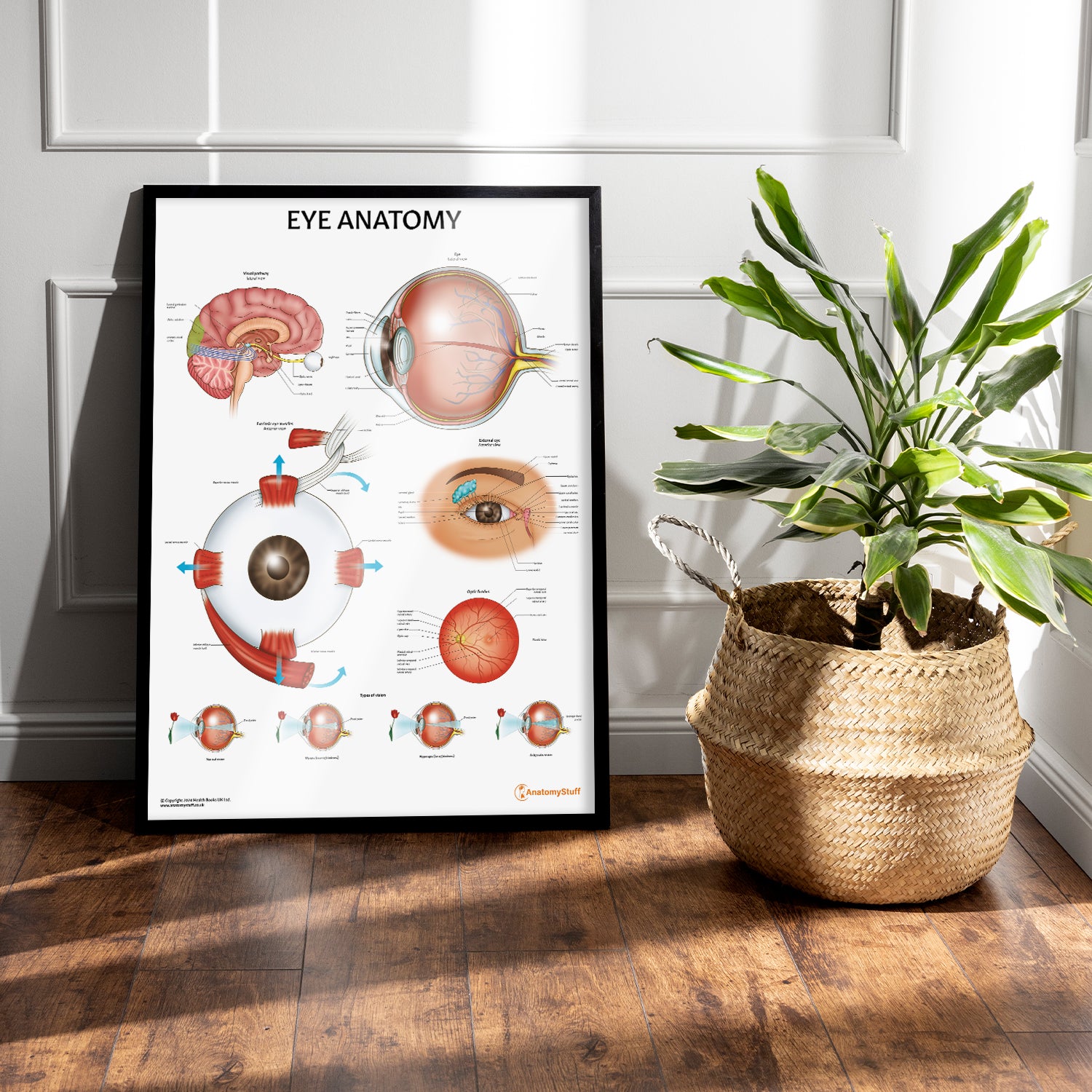 Eye Anatomy Poster | Anatomical Eye Chart | Anatomy Stuff – AnatomyStuff