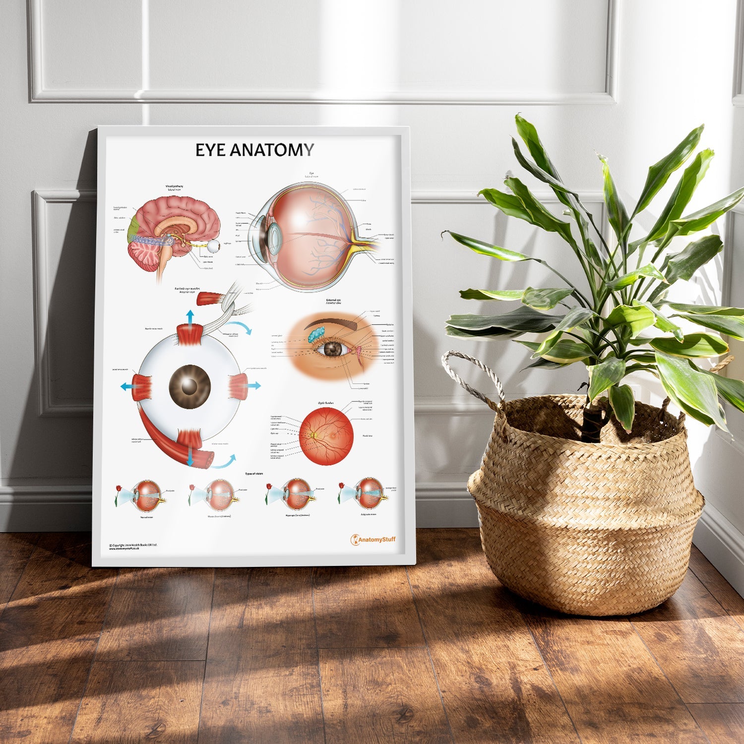 Eye Anatomy Chart / Poster - Part of Collection