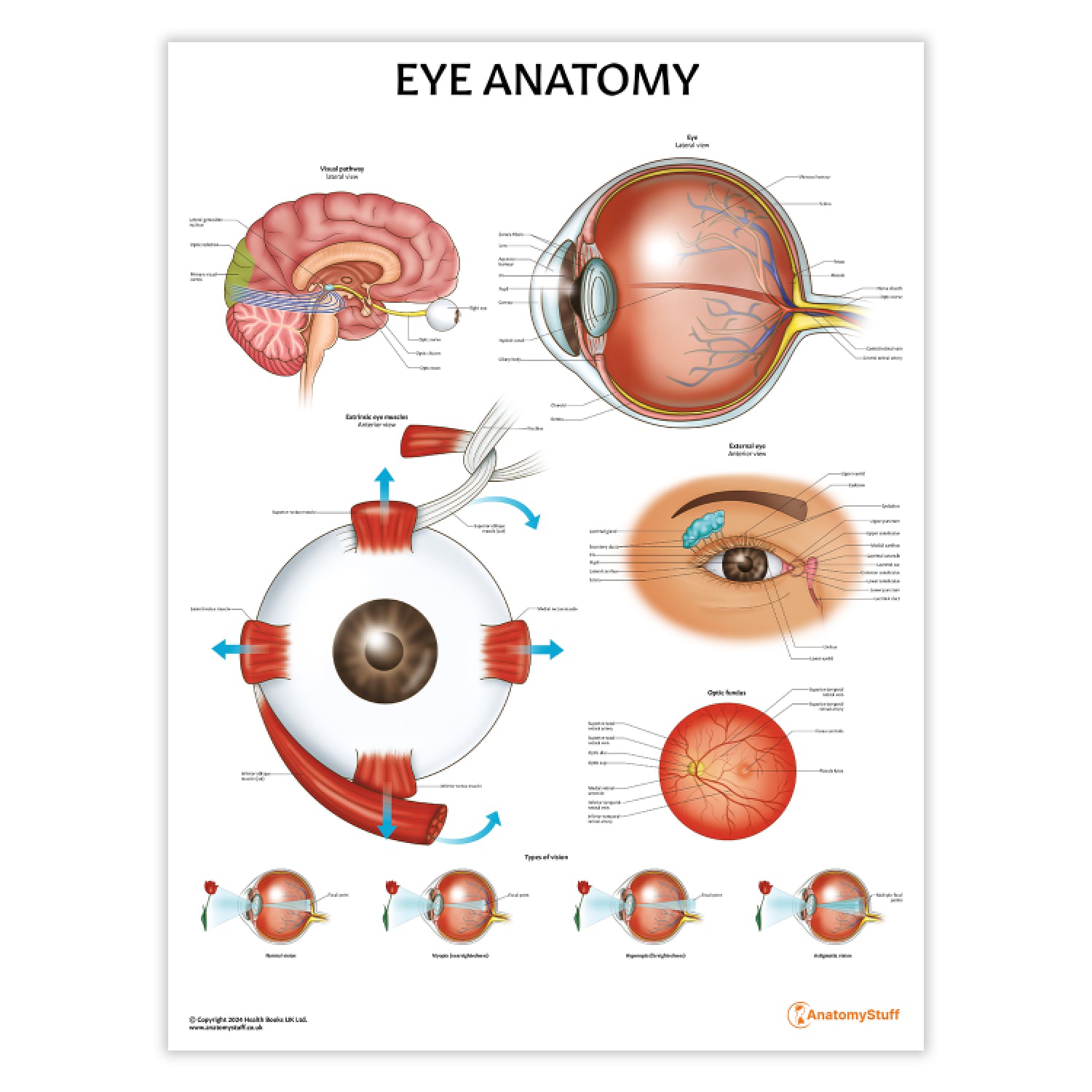 Eye Anatomy Poster | Anatomical Eye Chart | Anatomy Stuff – AnatomyStuff