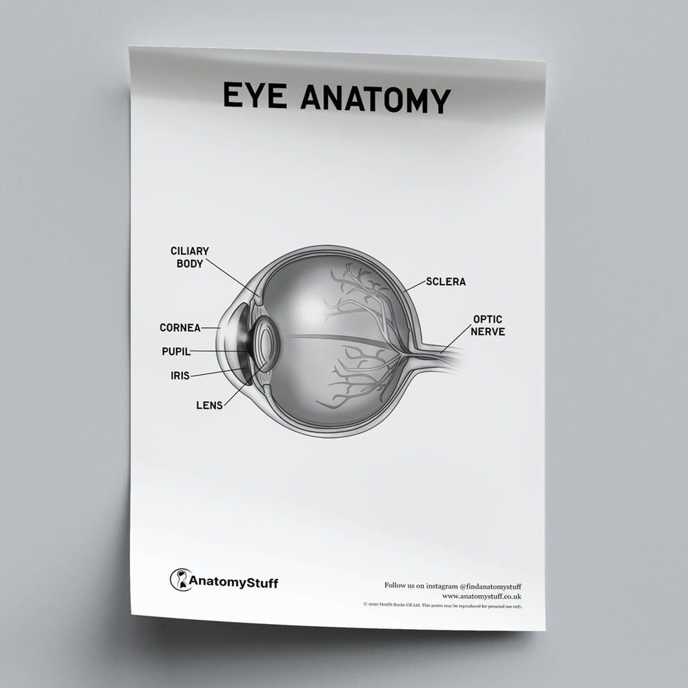 Eye Anatomy Poster PDF