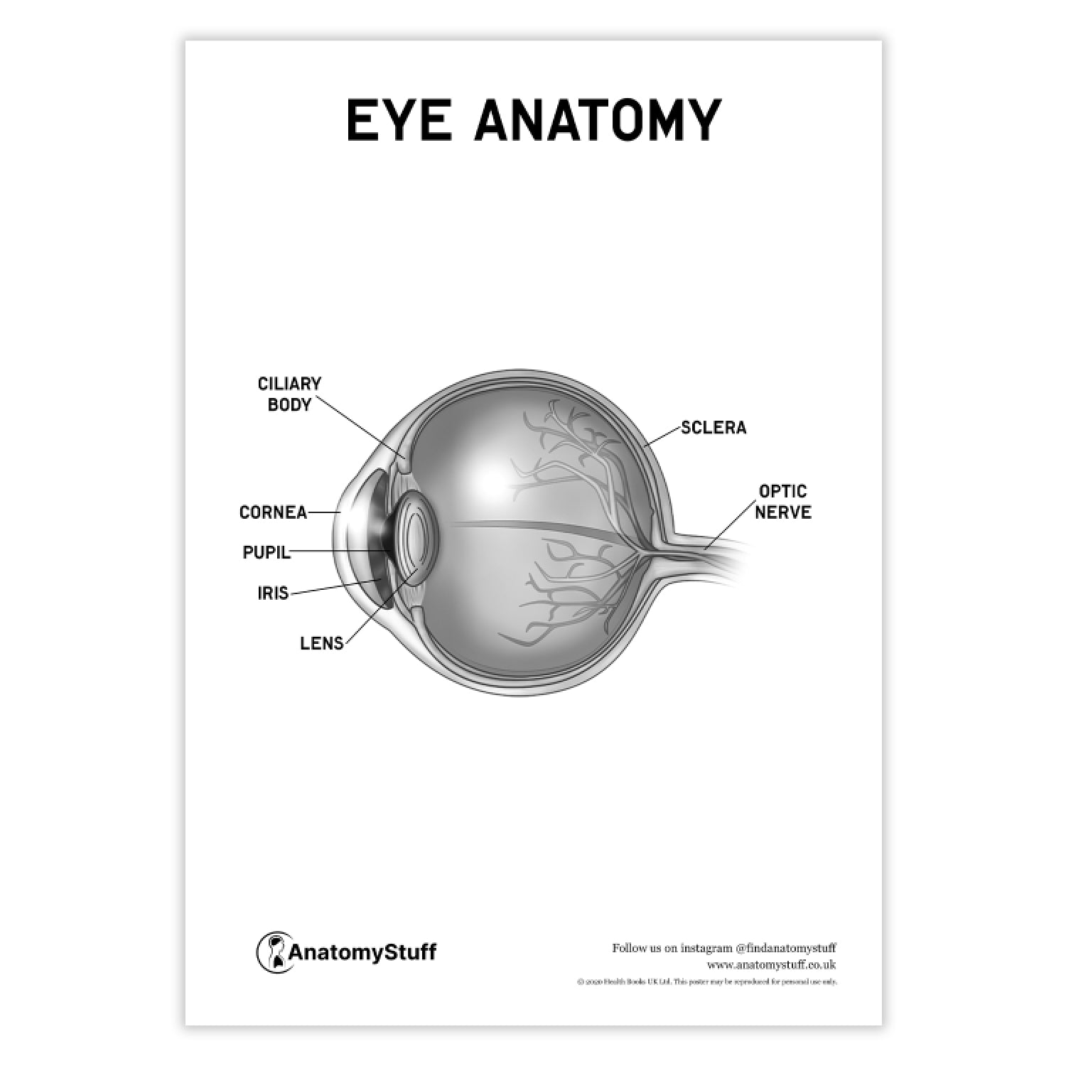 Eye Anatomy Poster PDF