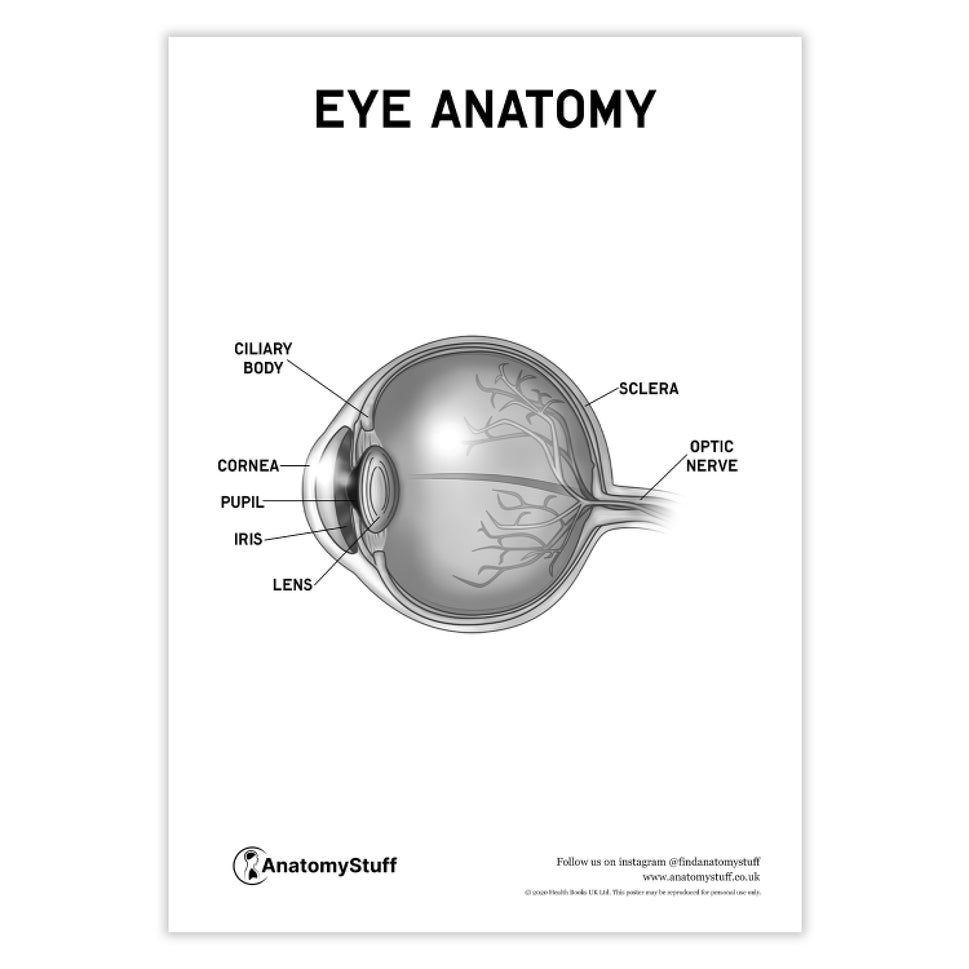 Eye Anatomy Poster PDF