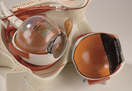 Switch Disassembled Giant Eye Model in Bony Orbit 2 image