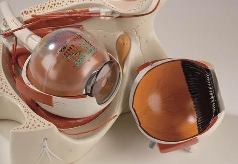 Giant Eye Model in Bony Orbit