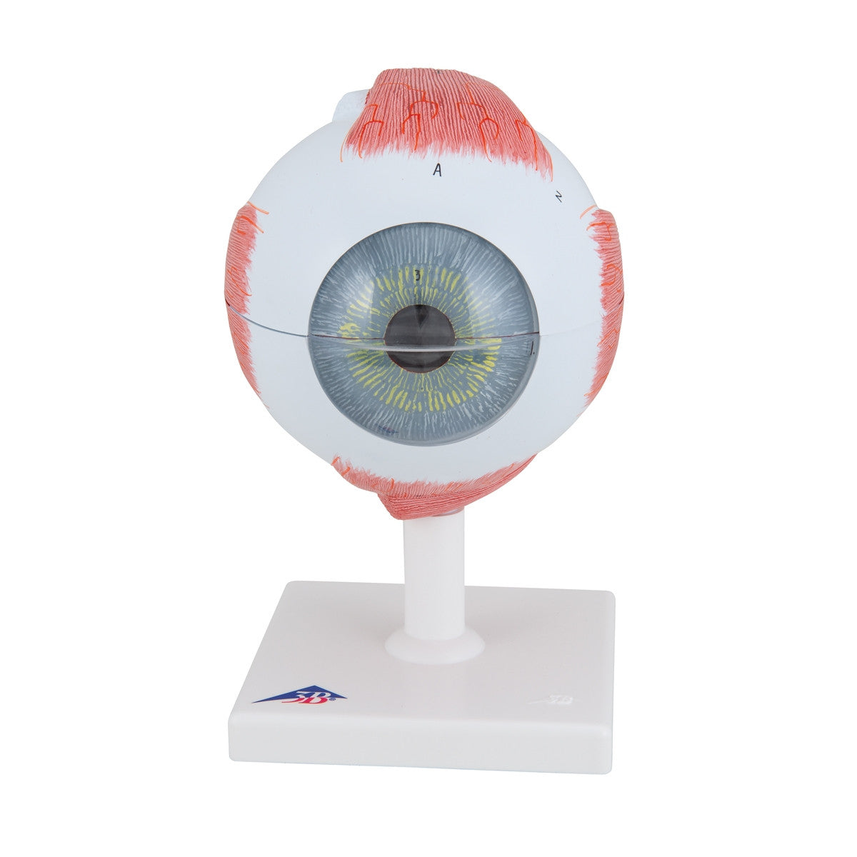 Giant Human Eye Model (5 times life size, 6 part)