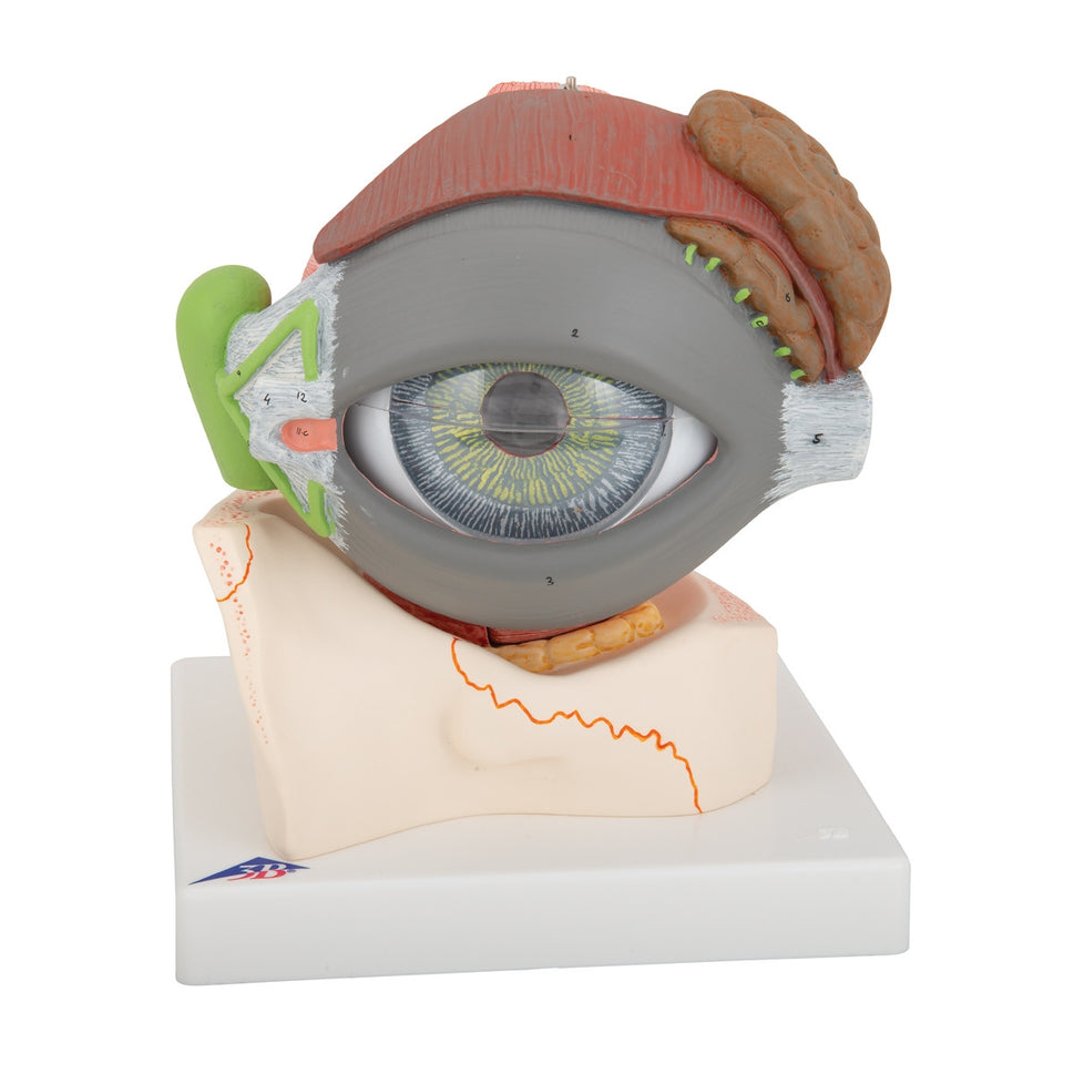 Giant Eye Model (5 times life size, 8 part)