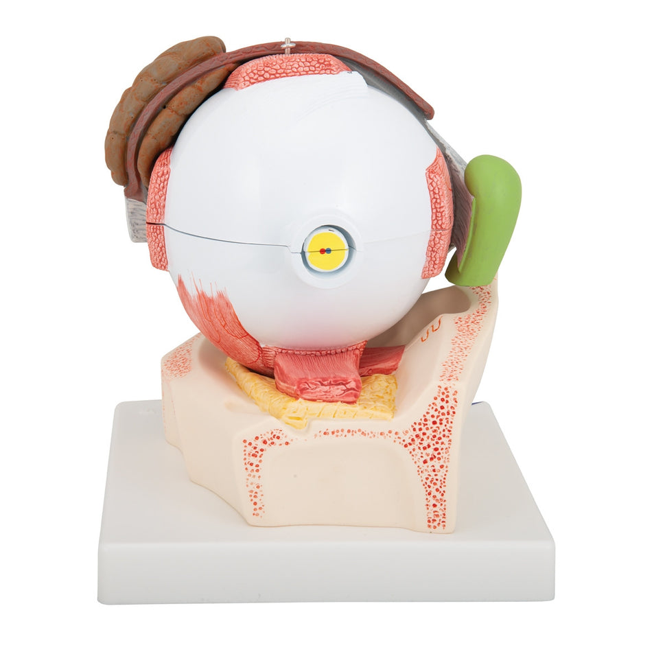 Giant Eye Model (5 times life size, 8 part)