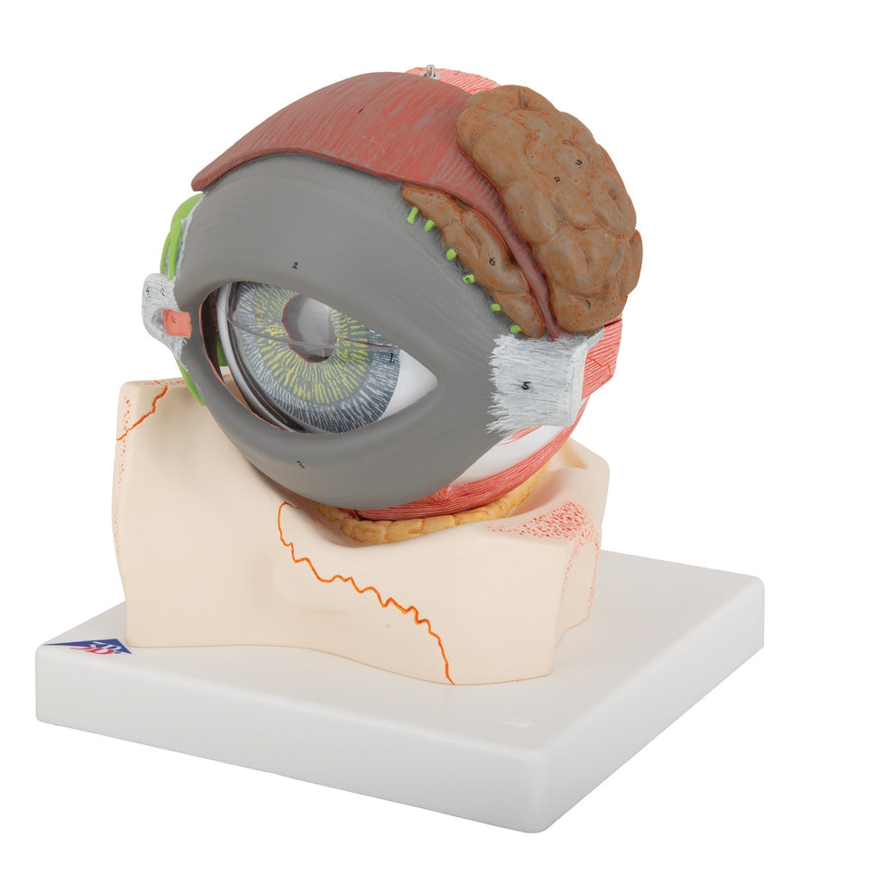 Giant Eye Model (5 times life size, 8 part)