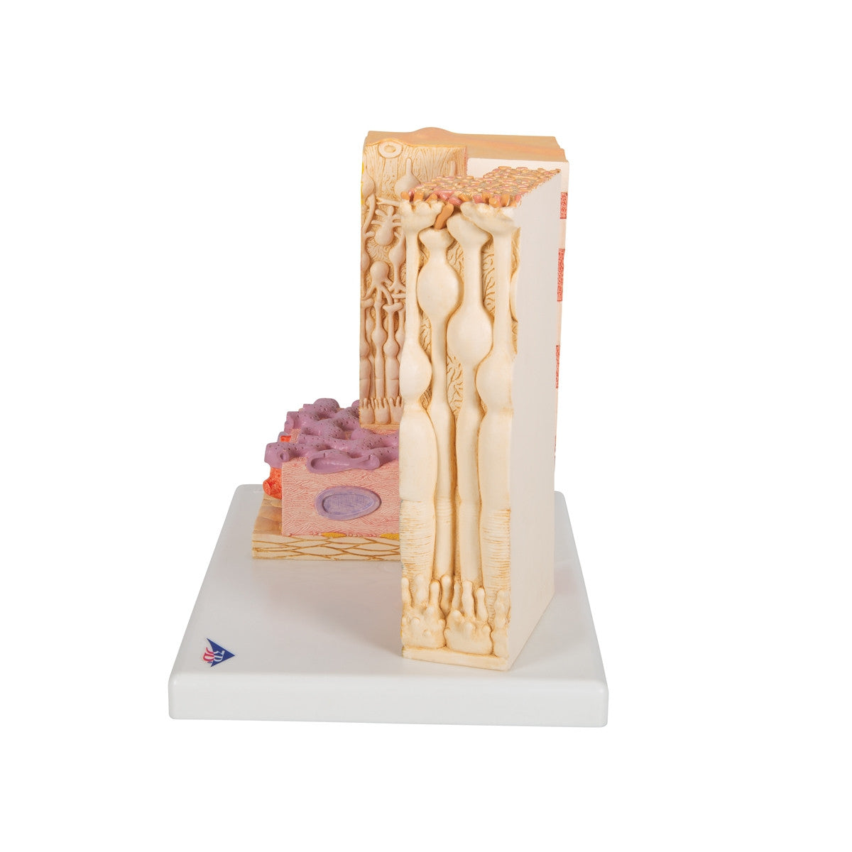MICROanatomy Eye Model