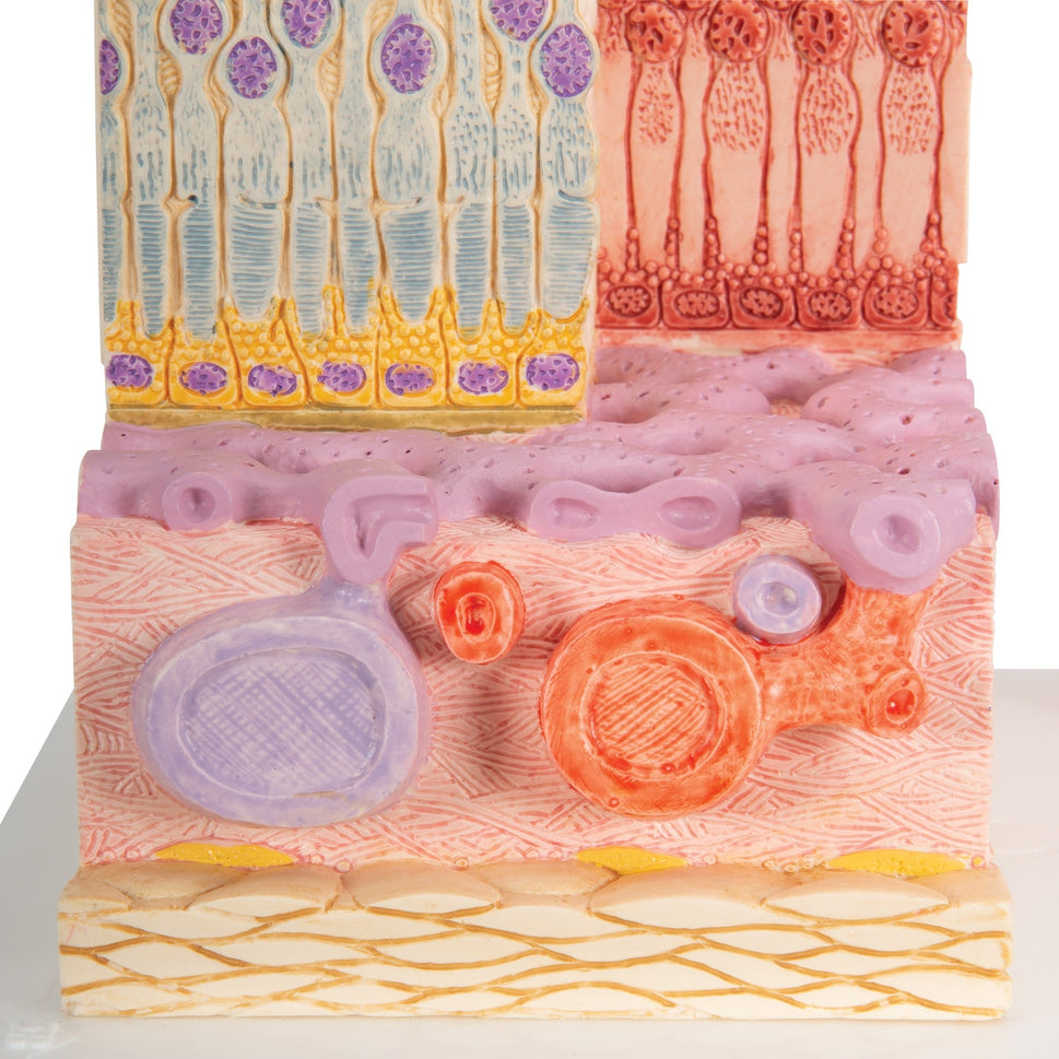 MICROanatomy Eye Model
