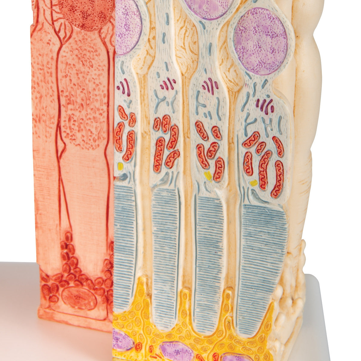 MICROanatomy Eye Model