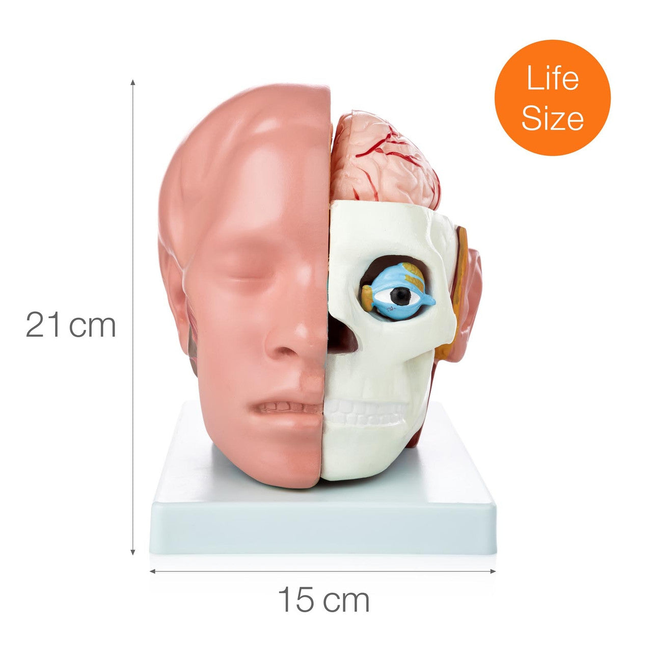 Budget Head Model with Brain (10 parts)