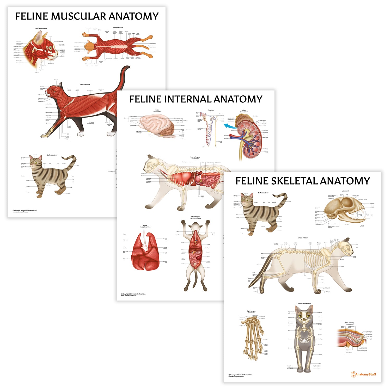 Feline Anatomy 3 Poster Collection | Cat Medical Biology Chart ...