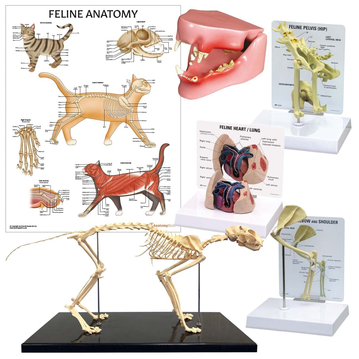 Feline Anatomy Poster Cat Health And Anatomy Charts Clinical Charts