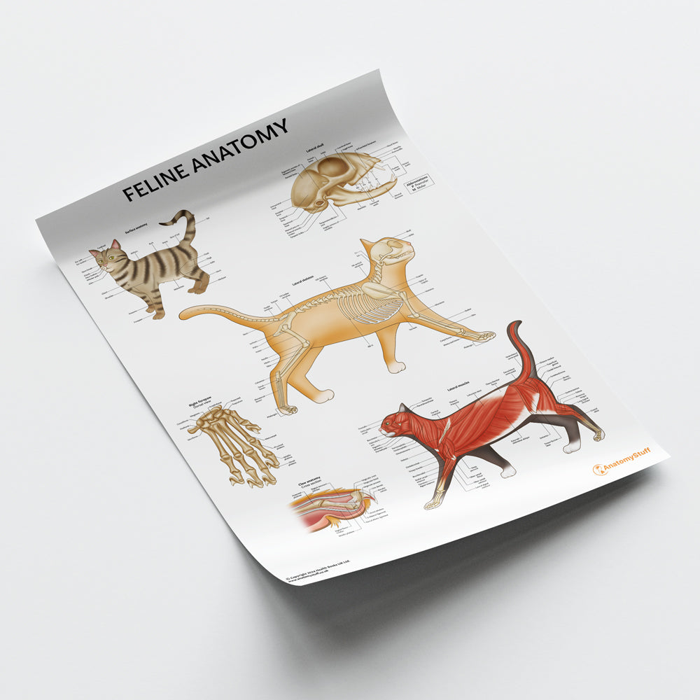 Feline Anatomy Chart / Poster - Part of Collection